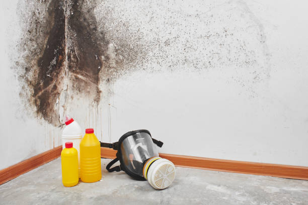 Best Bathroom Mold Remediation in Jasonville, IN