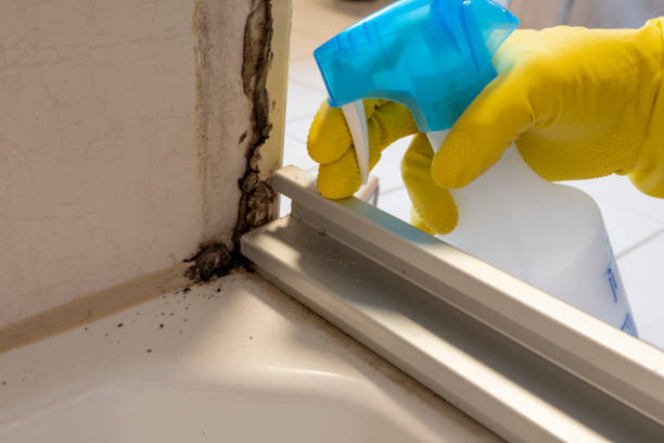 Best Industrial Mold Remediation in Jasonville, IN