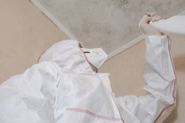 Best Basement Mold Remediation in Jasonville, IN