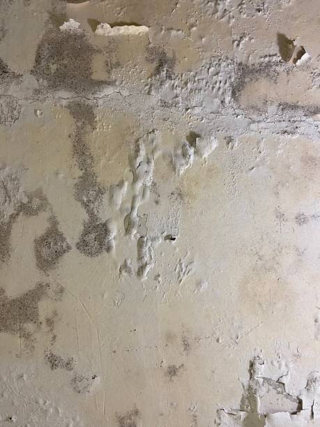 Best Health and Safety Mold Remediation in Jasonville, IN