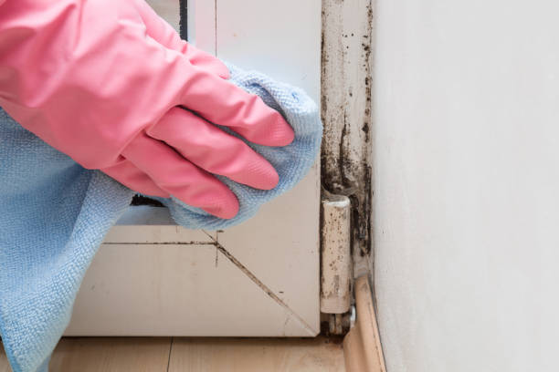 Best Kitchen Mold Remediation in Jasonville, IN