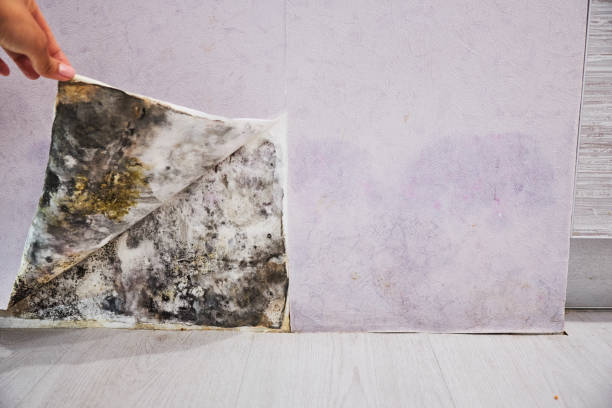 Best Emergency Mold Remediation in Jasonville, IN